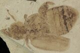 Beetle Fossil- Green River Formation, Utah #101564-1